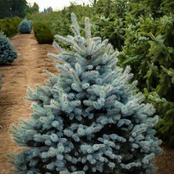 Smrek pichľavý (Picea pungens) ´GLAUCA´ – kont. C3L, výška: 20-40 cm